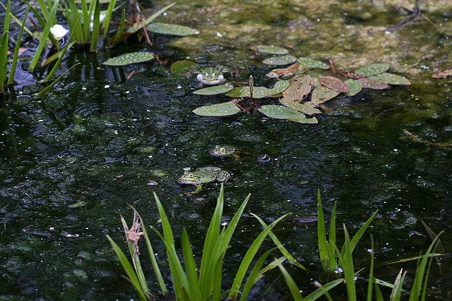 20110522 3918RMw [D~LIP] Wasserfrosch, UWZ, Bad Salzuflen