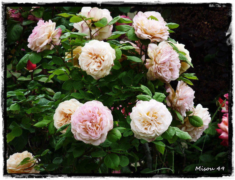 BOUQUET de ROSES