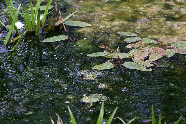 20110522 3919RMw [D~LIP] Wasserfrosch, UWZ, Bad Salzuflen