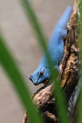 Blauer Zwergtaggecko - Er (Wilhelma)