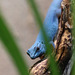 Blauer Zwergtaggecko - Er (Wilhelma)