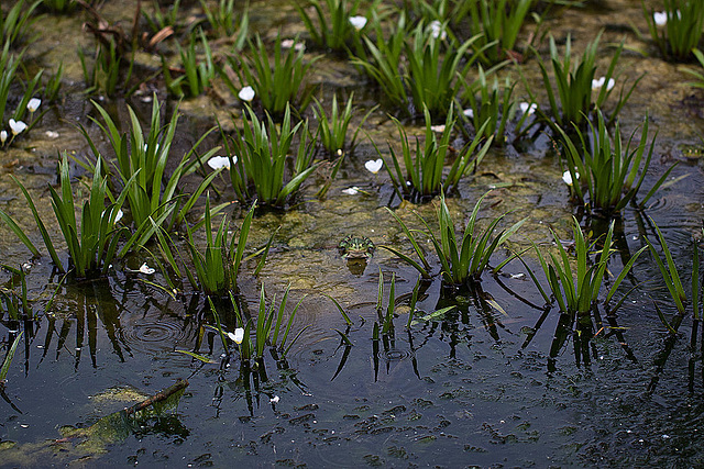 20110522 3924RMw [D~LIP] Wasserfrosch, Krebsschere, UWZ, Bad Salzuflen