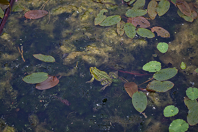 20110522 3927RMw [D~LIP] Wasserfrosch, UWZ, Bad Salzuflen