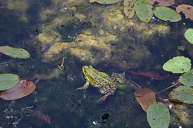 20110522 3928RMw [D~LIP] Wasserfrosch, UWZ, Bad Salzuflen