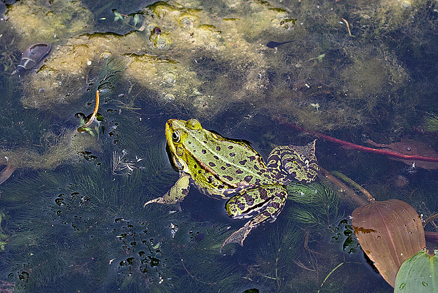 20110522 3929RMw [D~LIP] Wasserfrosch, UWZ, Bad Salzuflen