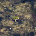 20110522 3931RMw [D~LIP] Wasserfrosch, UWZ, Bad Salzuflen