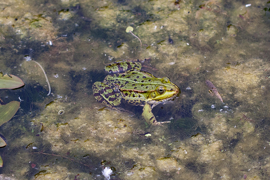 20110522 3932RMw [D~LIP] Wasserfrosch, UWZ, Bad Salzuflen