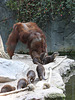 Tuan auf der Flucht (Hagenbeck)