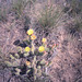 06-cactus@echo_park_ig_adj