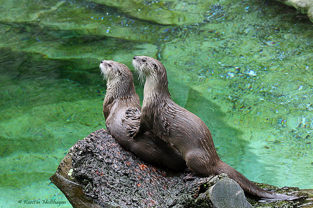 Fischotter (Zoo Basel)