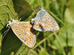 butterflies