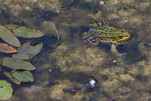20110522 3933RMw [D~LIP] Wasserfrosch, UWZ, Bad Salzuflen