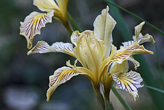 Siskiyou Iris