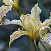 Siskiyou Iris