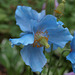 Meconopsis