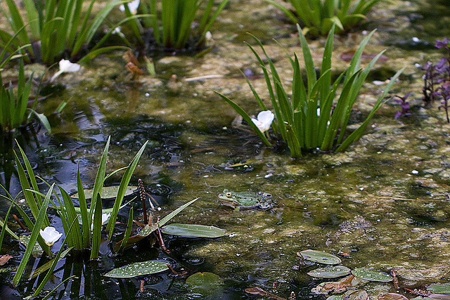 20110522 3936RMw [D~LIP] Wasserfrosch, Krebsschere, UWZ, Bad Salzuflen