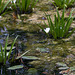 20110522 3936RMw [D~LIP] Wasserfrosch, Krebsschere, UWZ, Bad Salzuflen