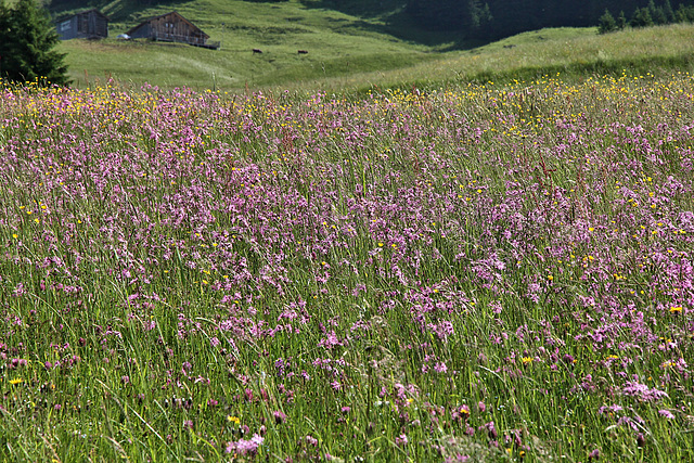 Wiese voll mit Kuckuckslichtnelken