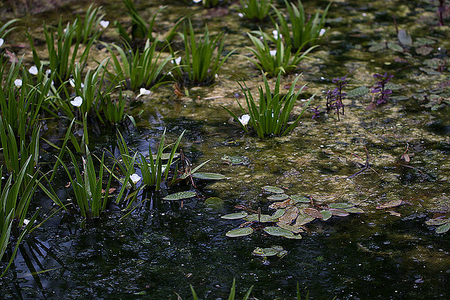 20110522 3935RMw [D~LIP] Wasserfrosch, Krebsschere, UWZ, Bad Salzuflen