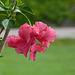 Exotische Blumen im Park