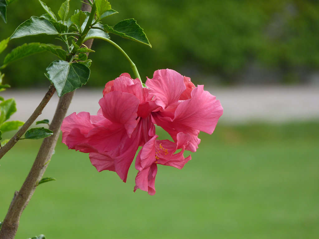 Exotische Blumen im Park