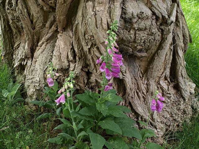 Dunham Massey