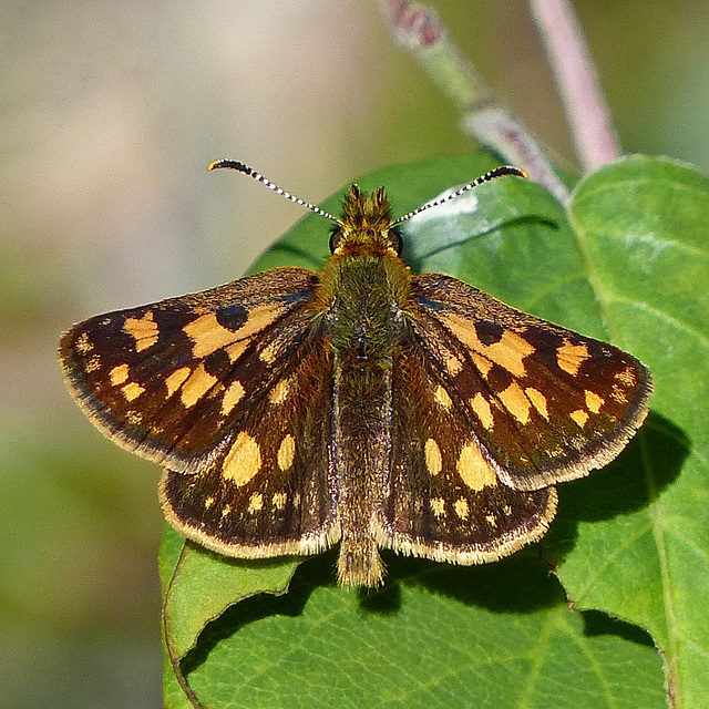 Arctic Skipper