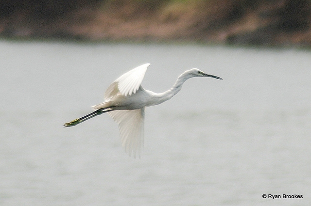 20080426-0021 Little egret