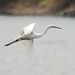 20080426-0021 Little egret