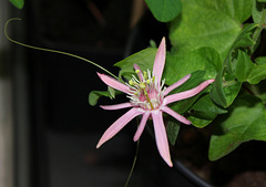 Passiflora sanguinolenta-002