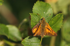 Large Skipper (Ochlodes faunus) butterfly