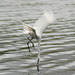 20080426-0023 Little egret