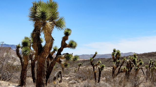 Red Rock Canyon State Park