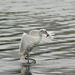 20080426-0028 Little egret