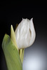 Tulpe