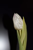 Tulpe