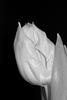 Tulpe in Schwarzweiß