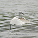 20080426-0029 Little egret