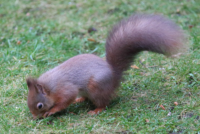 Red Squirrel breakfasting under the bird-feeders Red Squirrel breakfasting under the bird-feeders