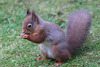 Red Squirrel breakfasting under the bird-feeders