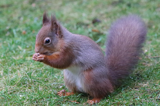 Red Squirrel breakfasting under the bird-feeders Red Squirrel breakfasting under the bird-feeders