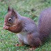 Red Squirrel breakfasting under the bird-feeders