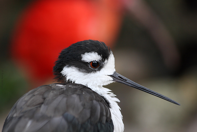 Mexikanischer Stelzenläufer (Zoo Landau)