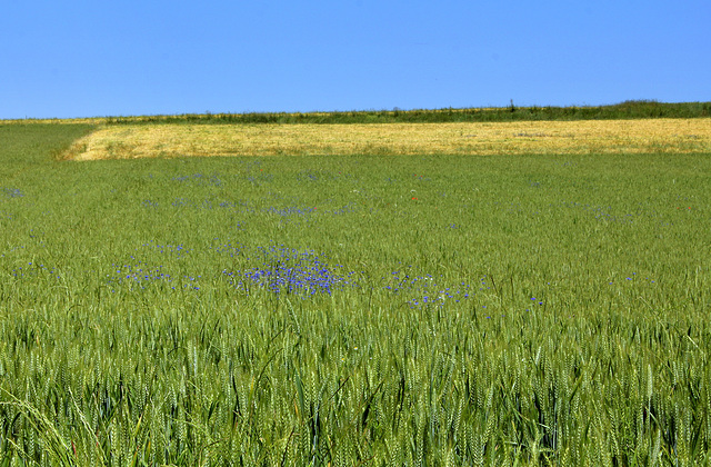 Orge dorée contre blé vert