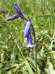 Isle of Man 2013 – Bluebell