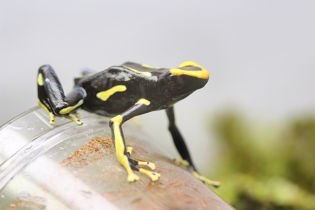 Färberfrosch (Wilhelma)