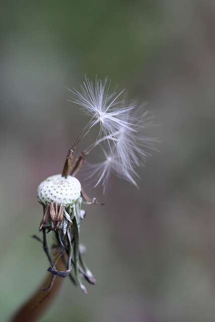 Pusteblume