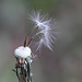 Pusteblume