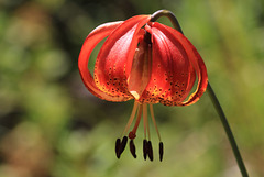 Vollmer's Tiger Lily