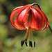 Vollmer's Tiger Lily